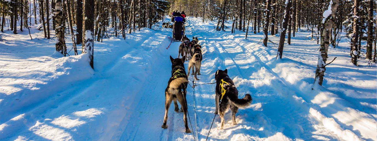 Family Christmas Getaway – Dog sledding Family Christmas Getaway - Dog sledding