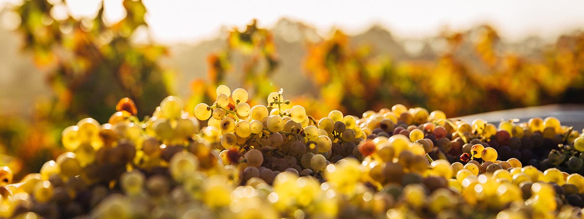 France - grapes in the sunlight -Thomas Schaefer on UnSplash